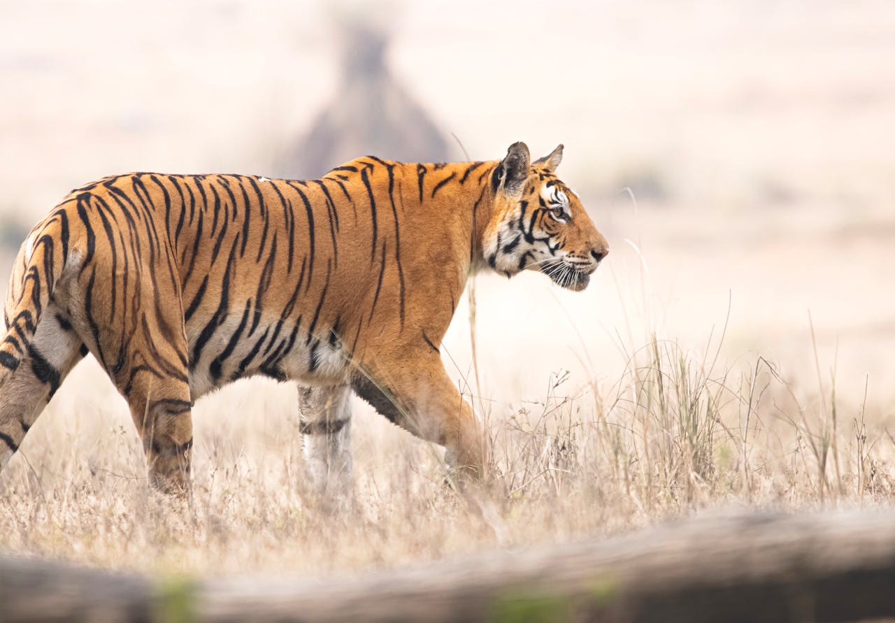 Crafting Captivating Headlines: Your awesome post title goes here Side view of a Bengal tiger walking through the grasslands of Madhya Pradesh, India.