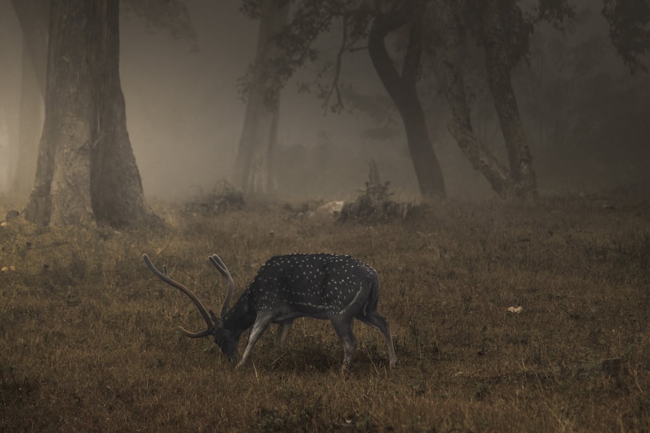 The Art of Drawing Readers In: Your attractive post title goes here A solitary chital grazes serenely in a misty forest in Mudumalai, India.