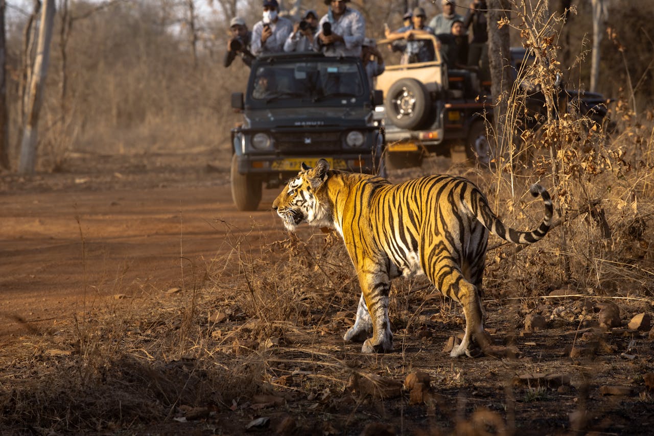 Mastering the First Impression: Your intriguing post title goes here Capturing a majestic tiger during a wildlife safari in India. A breathtaking moment.