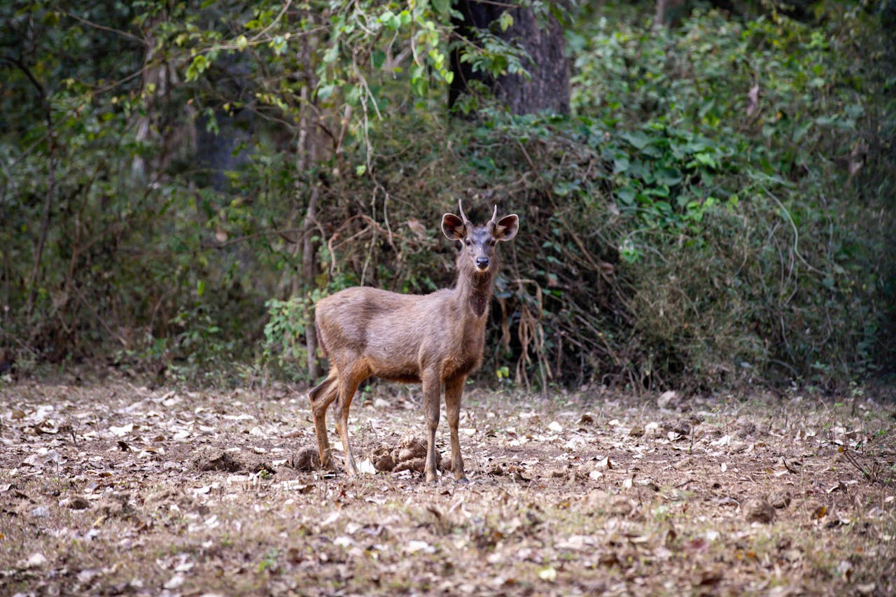 Crafting Captivating Headlines: Your awesome post title goes here A Sambar Deer stands alert in a forest clearing in Chikkamagaluru, Karnataka.