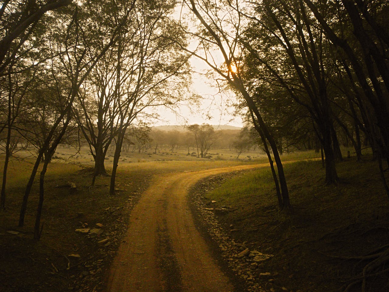 The Art of Drawing Readers In: Your attractive post title goes here Tranquil forest path in early morning light at Ranthambore, Rajasthan.
