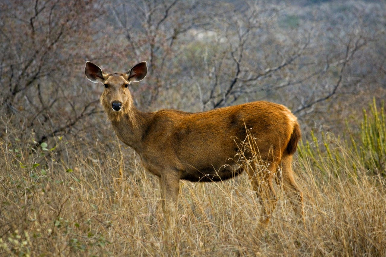 Crafting Captivating Headlines: Your awesome post title goes here A majestic Sambar deer roaming the dry jungles of Rajasthan, India.