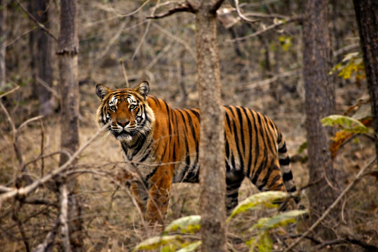 Bengal tiger in a natural forest setting in Madhya Pradesh, India.
