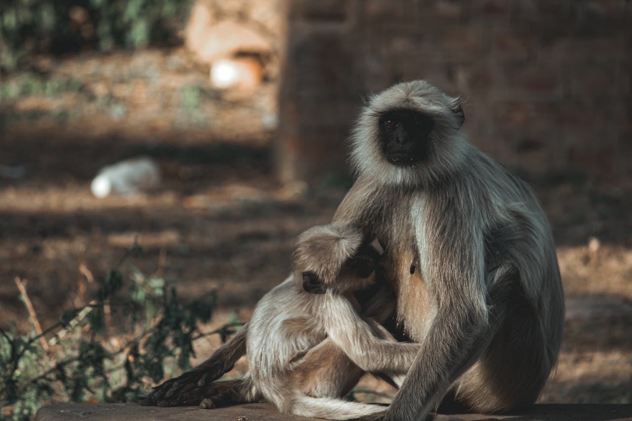 Mastering the First Impression: Your intriguing post title goes here Adult monkey with long soft fur looking at camera while cuddling baby in nature reserve in daytime on blurred background
